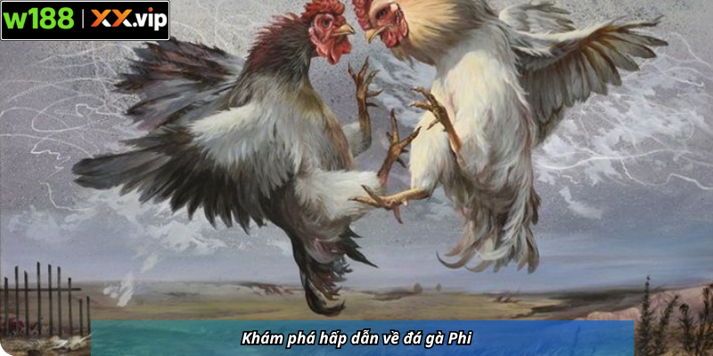 Khám phá hấp dẫn về đá gà Phi
